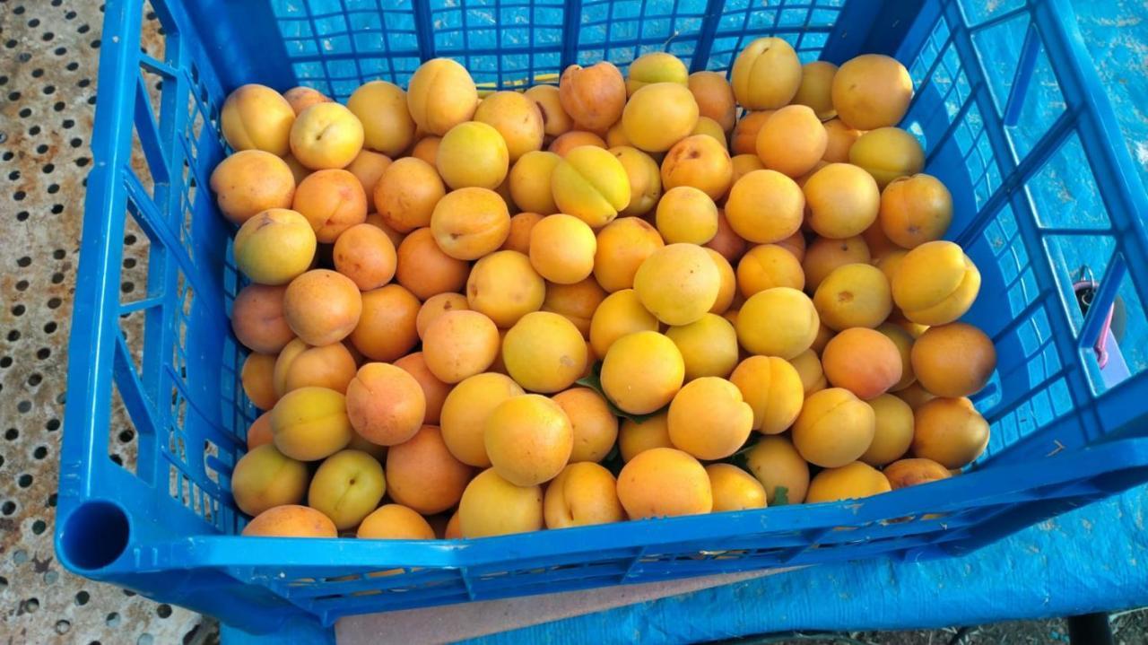 Agriturismo Bio Pian Dei Casali ساتورنيا المظهر الخارجي الصورة